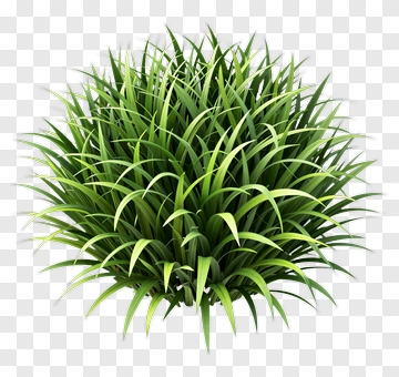 Green Grass PNG