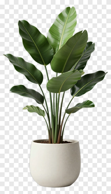 Potted Plant With Large Green Leaves PNG