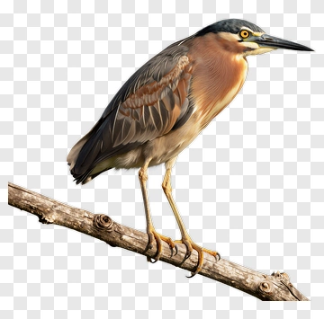 Bird Standing On A Branch PNG