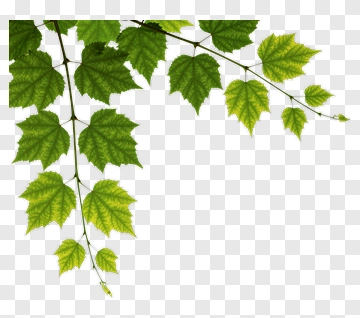 Green Maple Leaves PNG