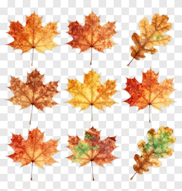Colorful Autumn Leaves Collection PNG