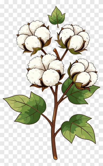 Cotton Plant With White Flowers PNG