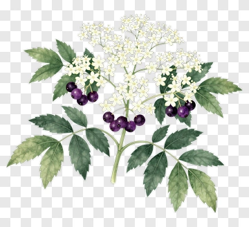 Elderberry Plant With White Flowers And Green Leaves PNG