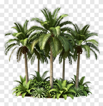 Tropical Palm Trees In A Lush Green Environment PNG