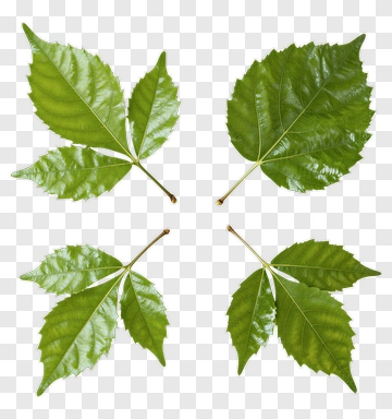 Green Leaves Collection PNG