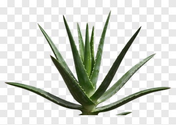 Aloe Vera Plant PNG