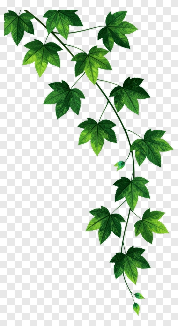 Green Ivy Vine PNG