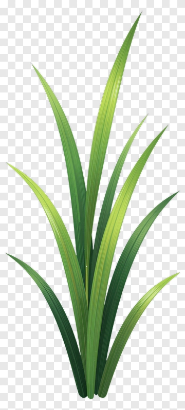 Green Grass Plant PNG