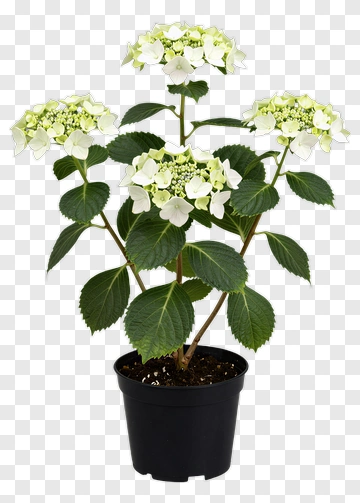 Hydrangea Plant In Pot PNG
