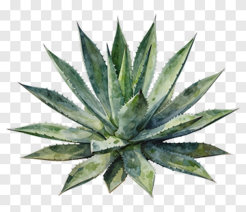 Watercolor Agave Plant PNG