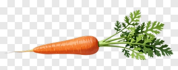 Fresh Carrot With Green Leaves PNG