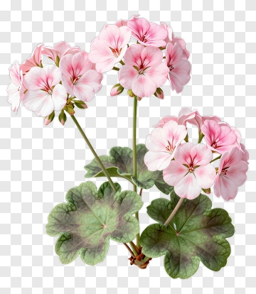 Pink Geranium Plant PNG