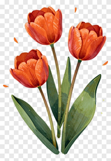 Colorful Tulips With Green Leaves PNG