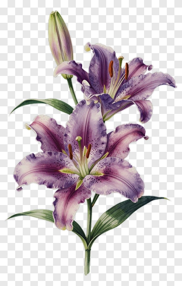 Purple Lily Flower PNG