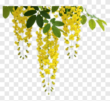Yellow Flowering Plant With Green Leaves PNG