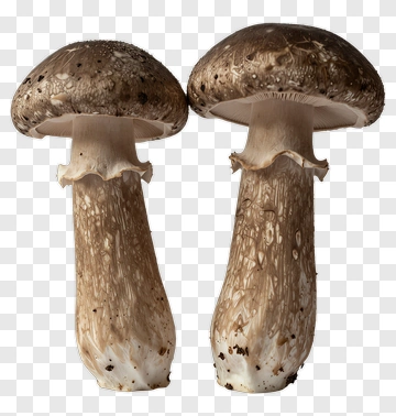 Brown Mushrooms PNG