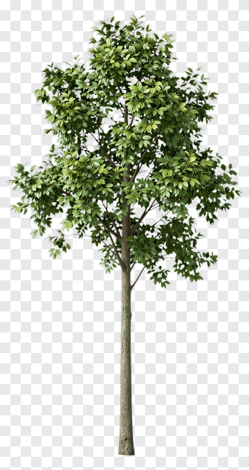 Green Tree PNG
