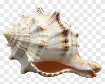 Seashell PNG