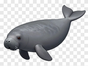 Cartoon Seal Swimming PNG