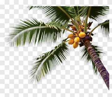 Coconut Palm Tree With Yellow Coconuts PNG