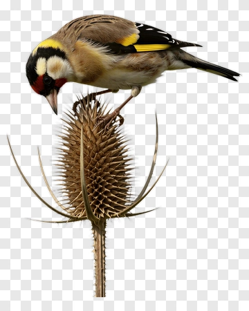 Goldfinch Bird Perched On Thistle Flower PNG