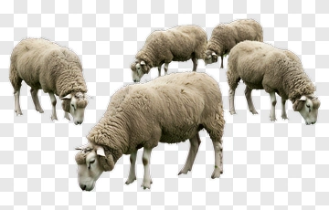 Group Of Sheep Grazing PNG