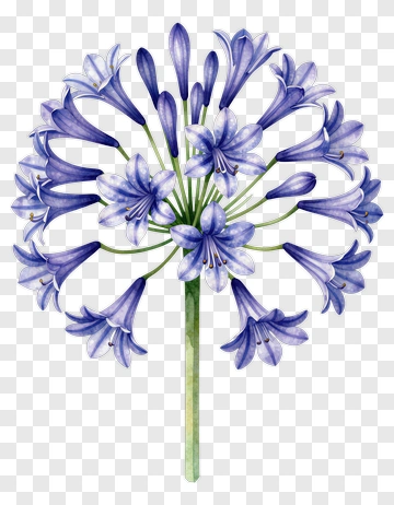 Watercolor Blue Agapanthus Flower PNG