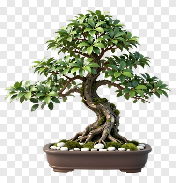 Bonsai Tree In A Pot PNG