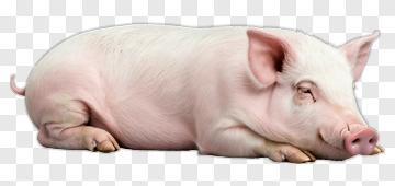 Realistic Pig Lying Down PNG