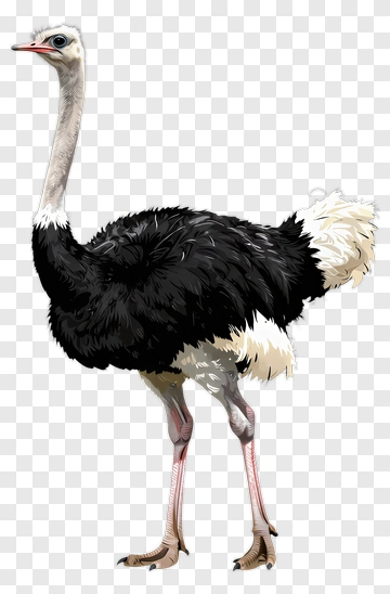 Realistic Ostrich Standing PNG