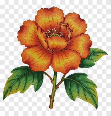 Orange Flower With Green Leaves PNG
