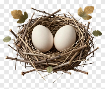 Nest With Two Eggs PNG