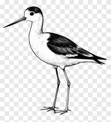 Black And White Stilt Bird PNG