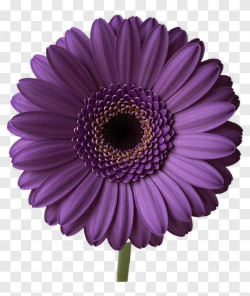 Purple Gerbera Daisy PNG