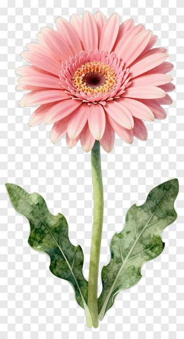 Pink Gerbera Daisy Flower PNG