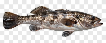 Spotted Fish PNG
