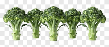 Fresh Broccoli Bunches PNG