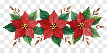 Colorful Poinsettia Floral Arrangement PNG