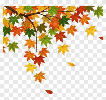 Colorful Autumn Maple Leaves PNG