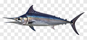 Realistic Swordfish Swimming In Ocean PNG