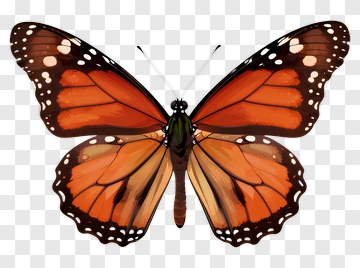Monarch Butterfly With Orange And Black Wings PNG