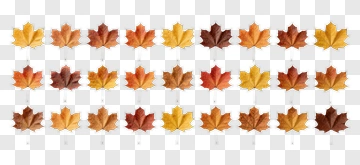 Colorful Collection Of Autumn Leaves PNG
