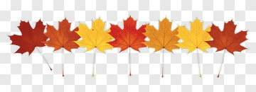 Colorful Maple Leaves PNG