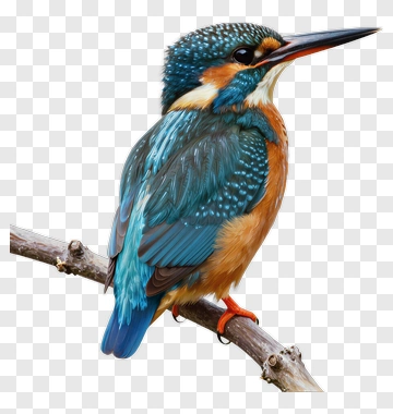 Colorful Kingfisher Perched On A Branch PNG