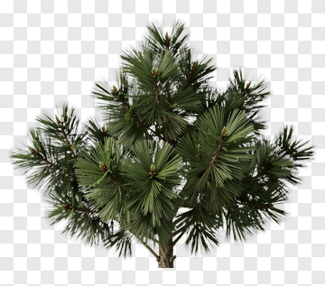 Pine Tree PNG