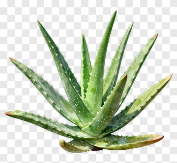 Aloe Vera Plant PNG