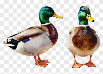 Mallard Duck Standing PNG