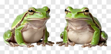 Green Frog Sitting Together PNG