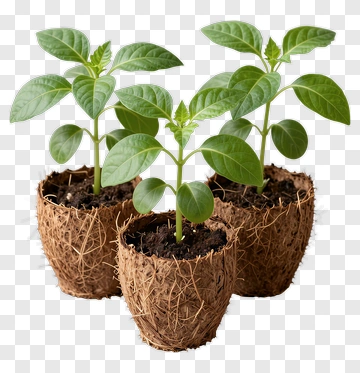 Potted Plants With Green Leaves PNG