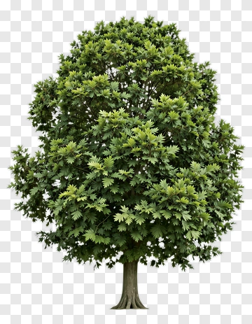 Green Tree PNG